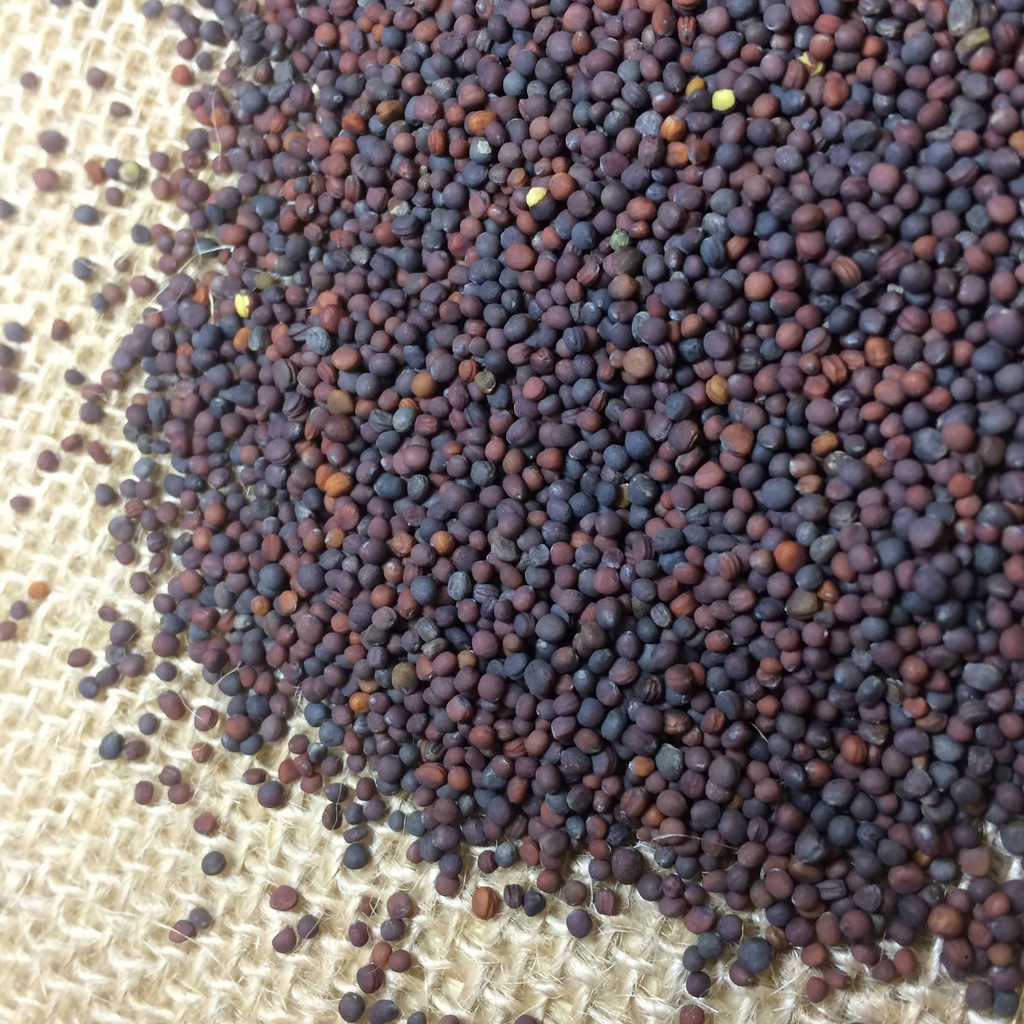 TEXAS PURPLETOP TURNIPS SEED Douglass King Seeds